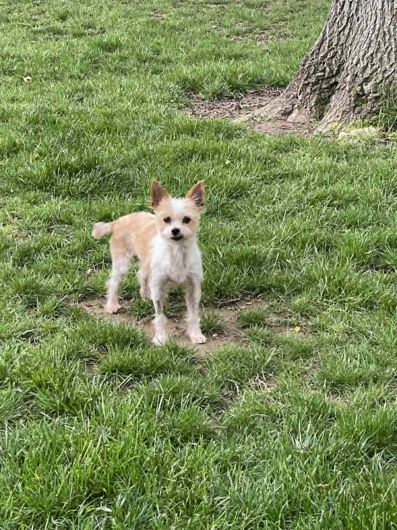 An adult small-sized female White / Cream Terrier dog named April for adoption in Dayton, OH