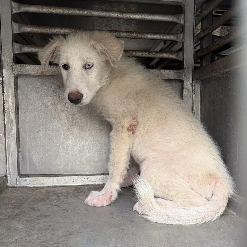 A baby small-sized female White / Cream Great Pyrenees dog named Minina for adoption in Edinburg, TX