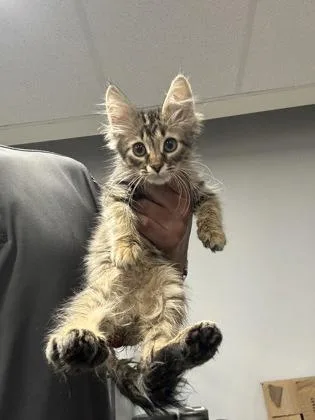 A baby small-sized male Domestic Short Hair cat named IttyBitty for adoption in West Chester, PA