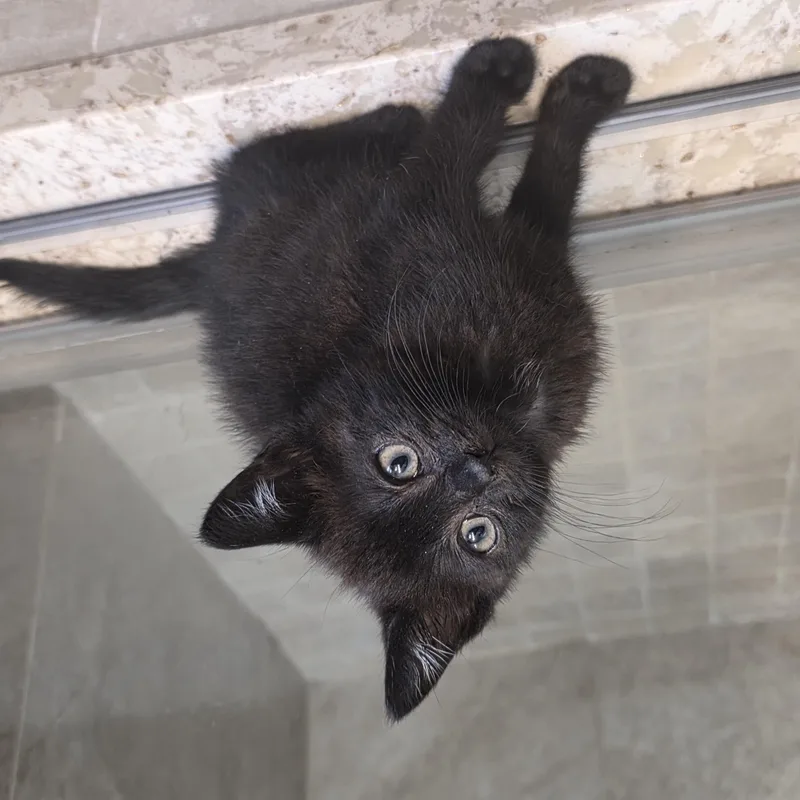A baby medium-sized female Black Domestic Short Hair cat named Twilight for adoption in Moriches, NY