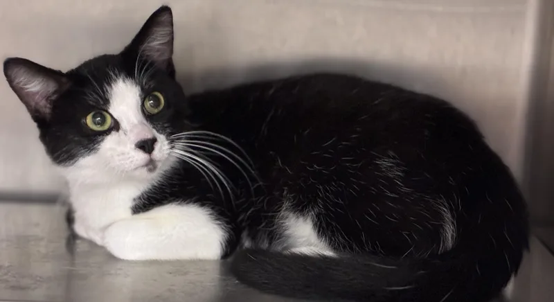 A young medium-sized male Black & White / Tuxedo Tuxedo cat named Giuseppe for adoption in Sandusky, MI