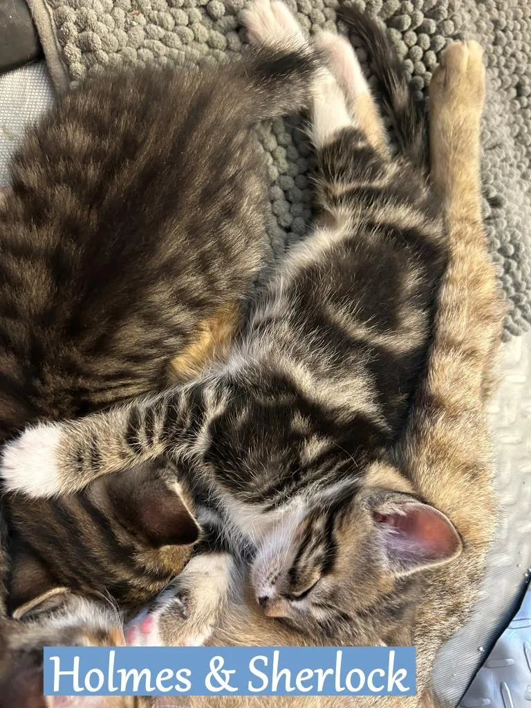 A baby medium-sized male Domestic Short Hair cat named Holmes for adoption in Hoover , AL