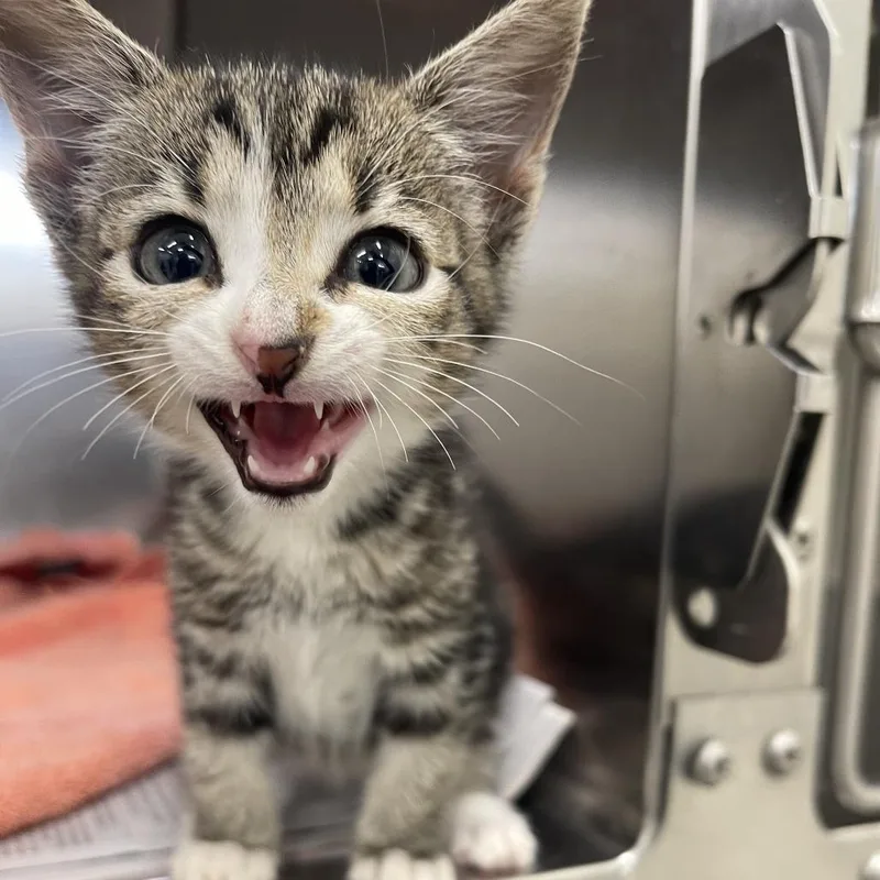 A baby small-sized female Brown / Chocolate Domestic Short Hair cat named Isla for adoption in Auburn, AL