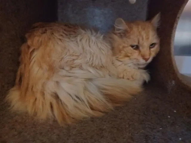 An adult medium-sized male Domestic Short Hair cat named Bill for adoption in Lancaster, CA