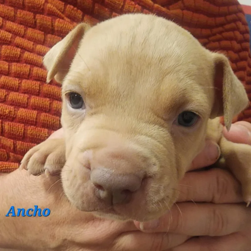 Ancho thumbnail 5