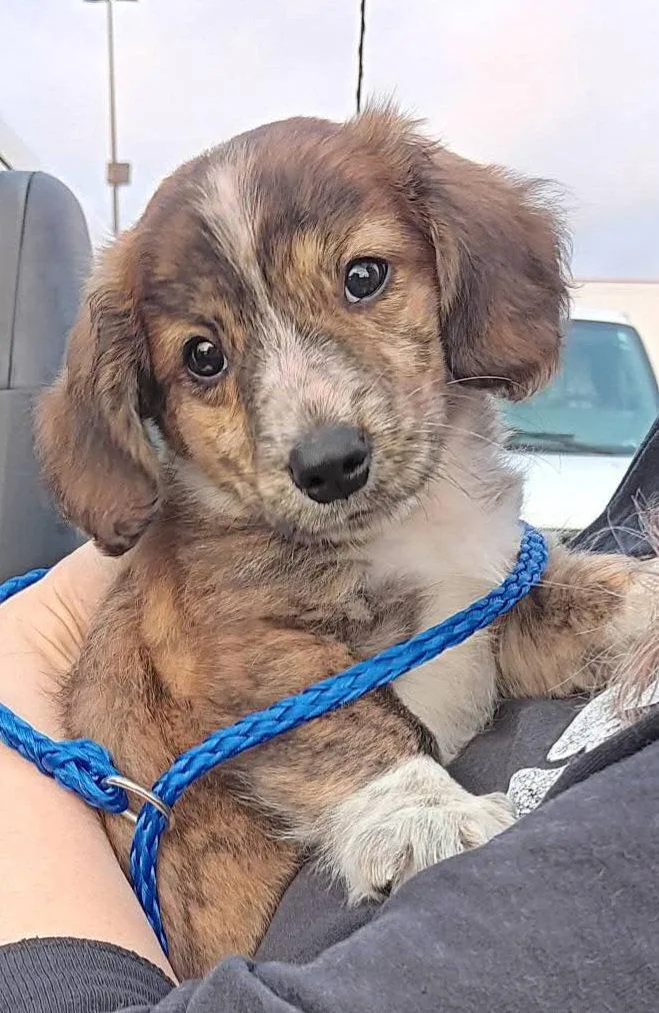 A baby small-sized male Dachshund dog named Copper for adoption in Sanford, FL