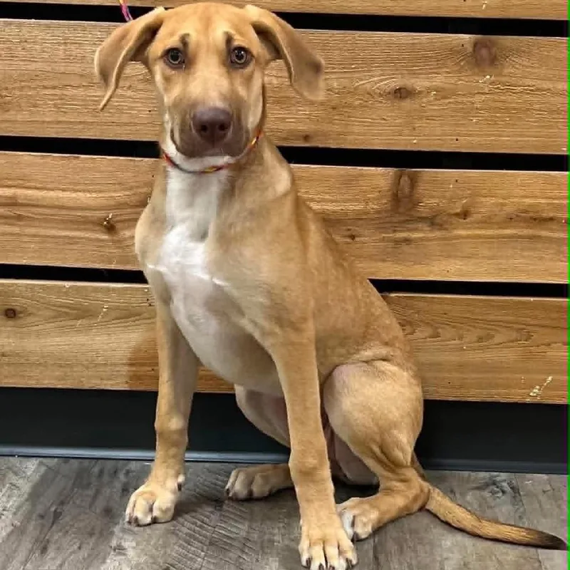 A baby medium-sized female Yellow / Tan / Blond / Fawn Hound dog named Mina for adoption in Mount Pleasant, TX