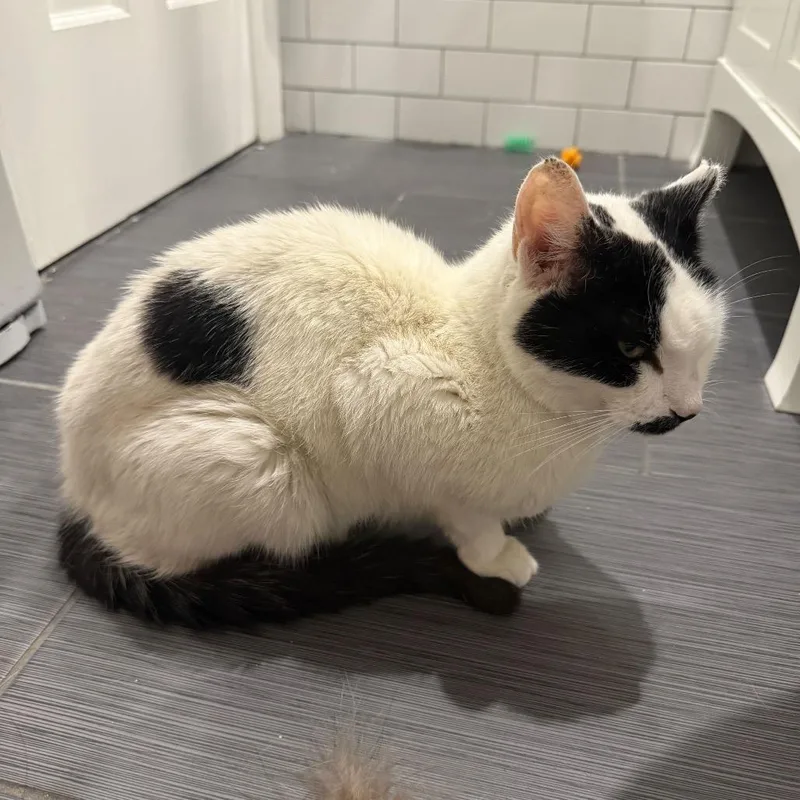 An adult small-sized male White Domestic Short Hair cat named Oliver for adoption in Howard beach, NY