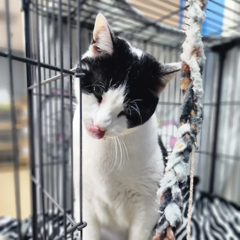 An adult extra large-sized male White Domestic Short Hair cat named Sumo  Chino Hils for adoption in Chino Hills, CA