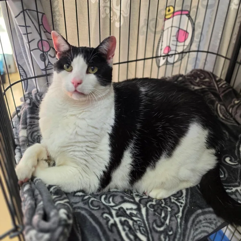 Sumo  Chino Hils thumbnail 2