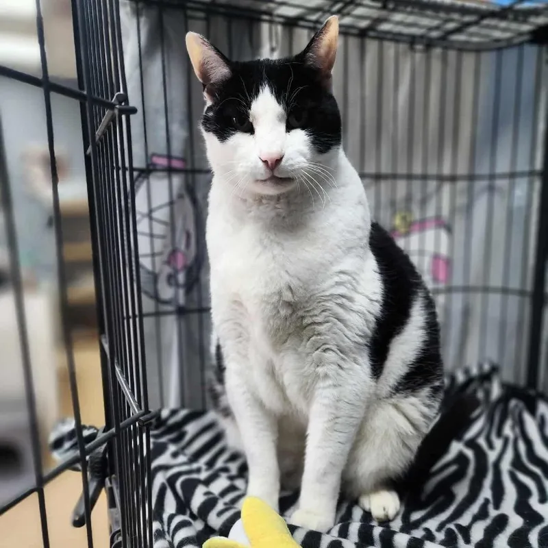 Sumo  Chino Hils thumbnail 4