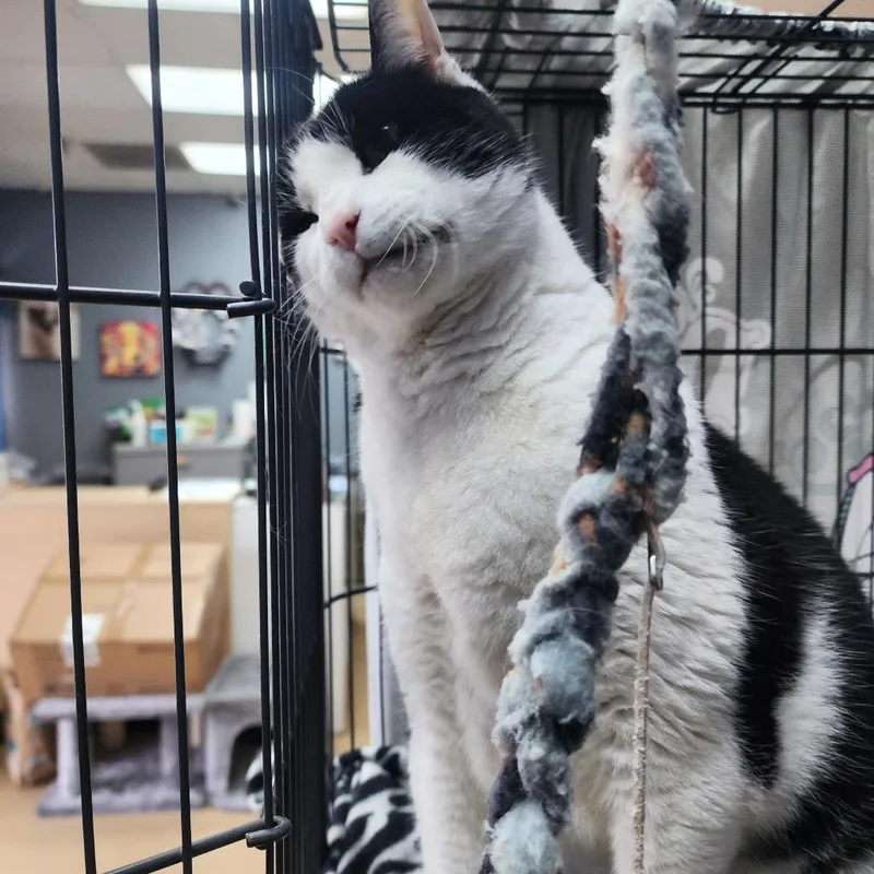 Sumo  Chino Hils thumbnail 5