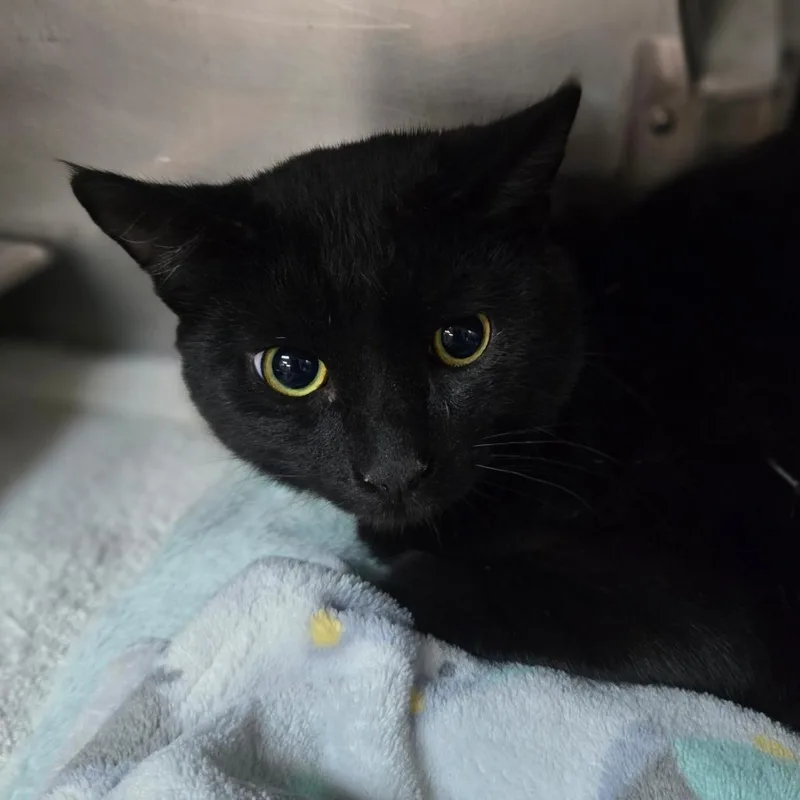 A young medium-sized male Domestic Short Hair cat named Ace for adoption in San Jacinto, CA