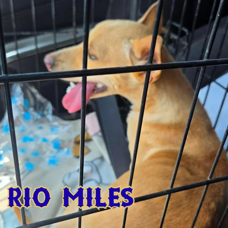 Rio Miles