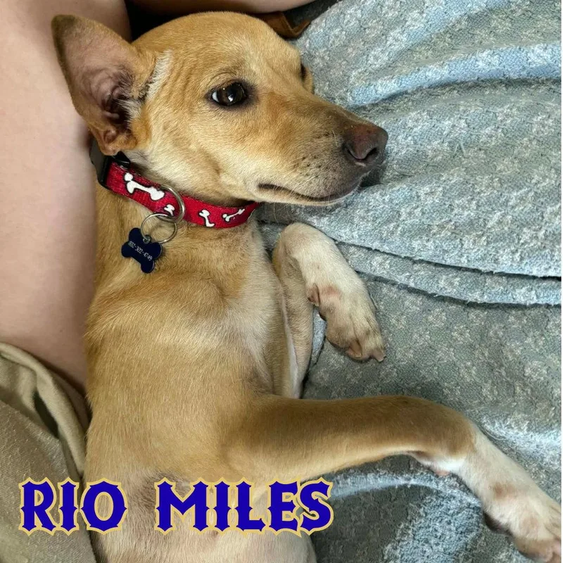 Rio Miles thumbnail 2
