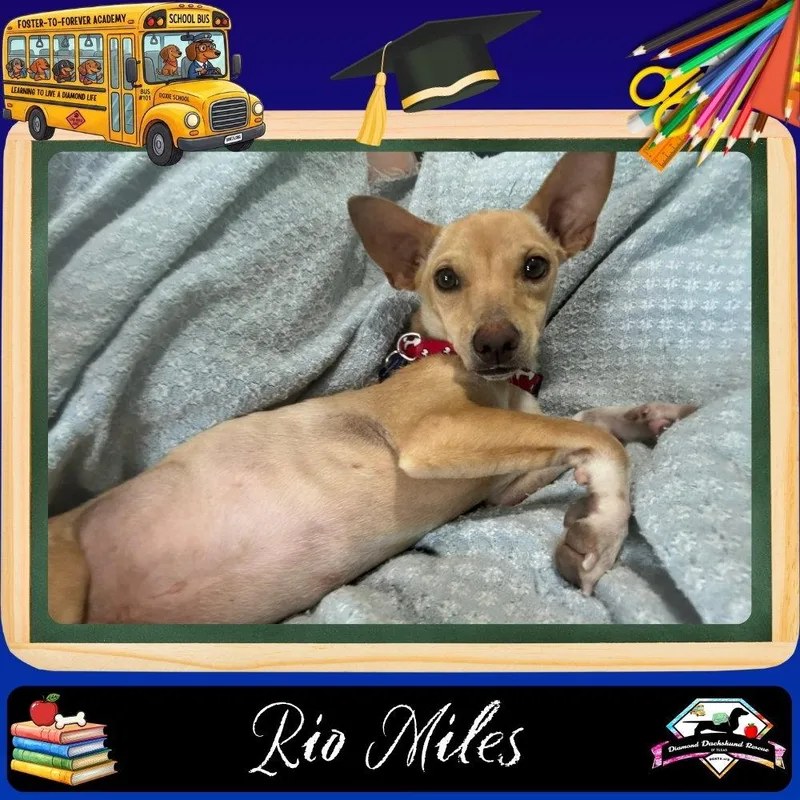 Rio Miles thumbnail 3