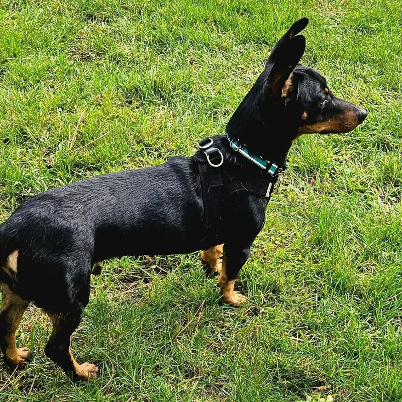 A young small-sized male Dachshund dog named Doby for adoption in Brainerd, MN