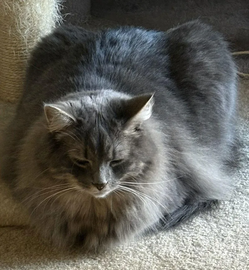An adult medium-sized female Gray / Blue / Silver Domestic Short Hair cat named Bella  Boots And for adoption in Pittsboro, NC