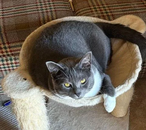 Bella  Boots And thumbnail 2