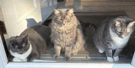 Bella  Boots And thumbnail 3