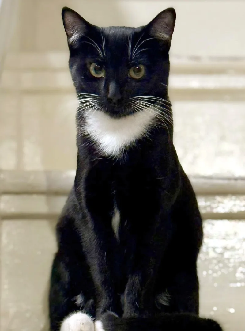 A baby small-sized female Black & White / Tuxedo Domestic Short Hair cat named Dee for adoption in Pittsburgh, PA