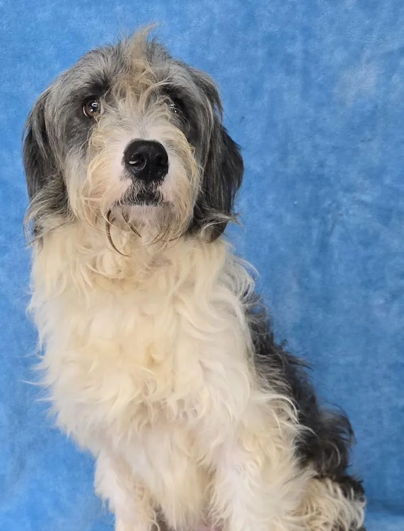 A young medium-sized male White / Cream Sheepadoodle dog named Frankel for adoption in New York, NY