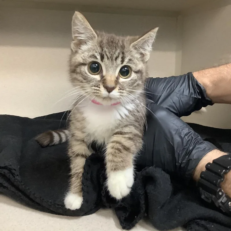 A baby small-sized female Brown / Chocolate Domestic Medium Hair cat named Coco for adoption in Lakeland, FL