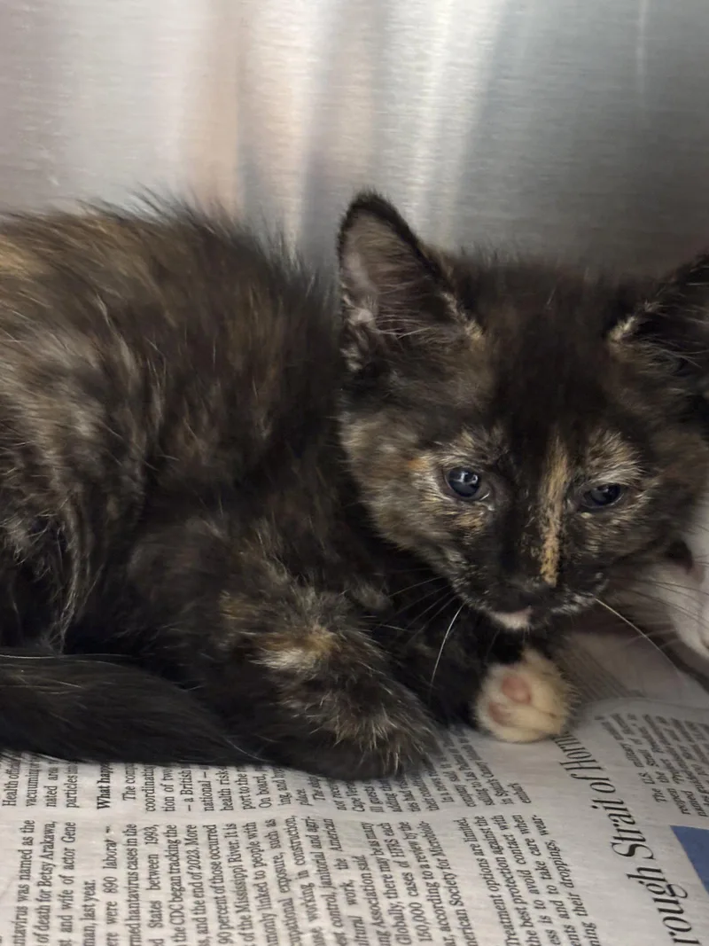 A baby medium-sized female Domestic Short Hair cat named Baby Bastet for adoption in Washington, DC