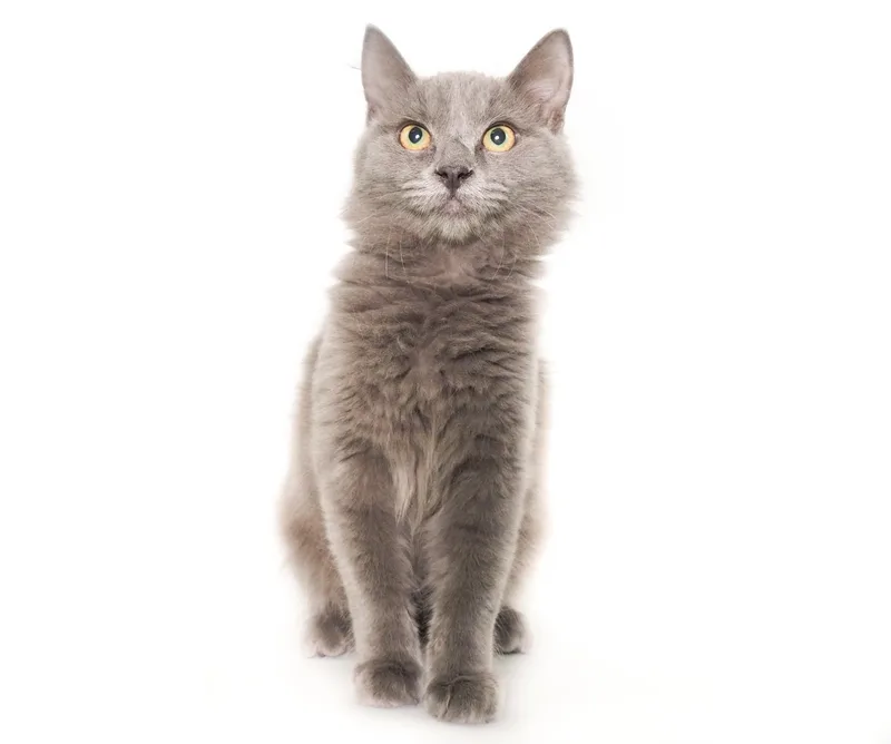 A baby medium-sized male Domestic Medium Hair cat named Professor for adoption in PHOENIX, AZ
