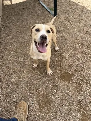 A young large-sized female Mixed Breed dog named Koda for adoption in Divide, CO
