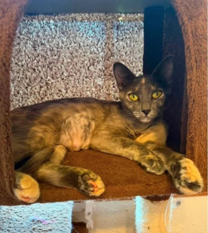 A young medium-sized female Dilute Tortoiseshell cat named Potato for adoption in Warr Acres, OK