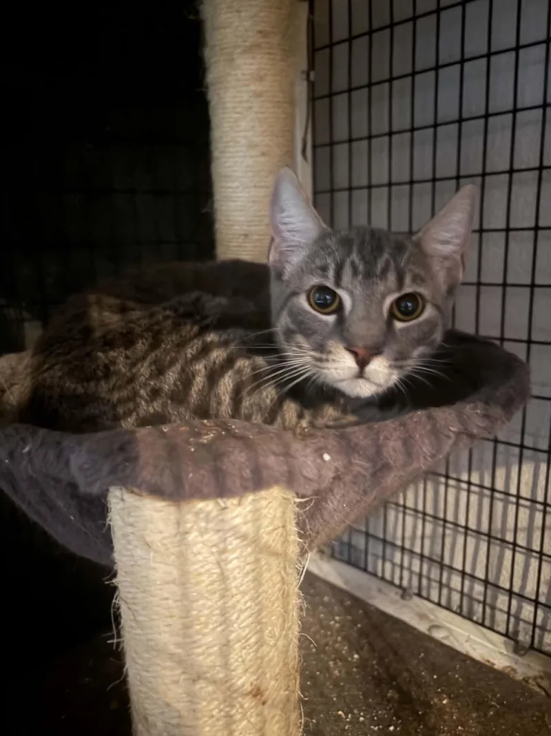 An adult medium-sized male Domestic Short Hair cat named Nickel for adoption in Escondido, CA