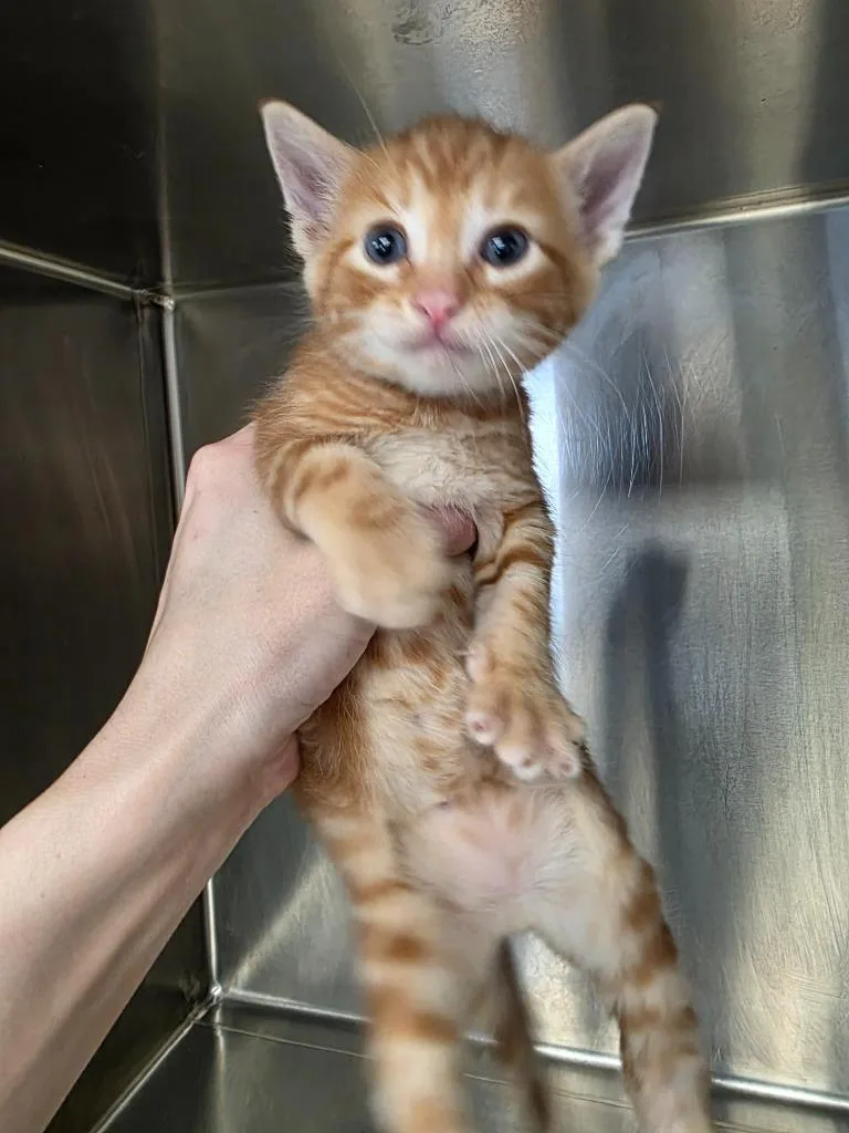 A baby small-sized male Domestic Short Hair cat named Thomas for adoption in Carthage, MO