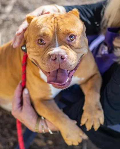 An adult large-sized male Mixed Breed dog named Capitan for adoption in Chamblee, GA