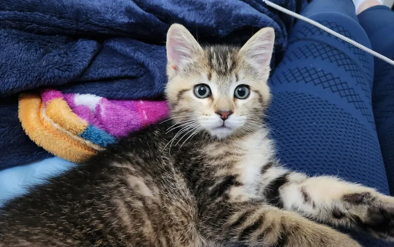 A young small-sized male Domestic Short Hair cat named Biscuit for adoption in Longmont, CO