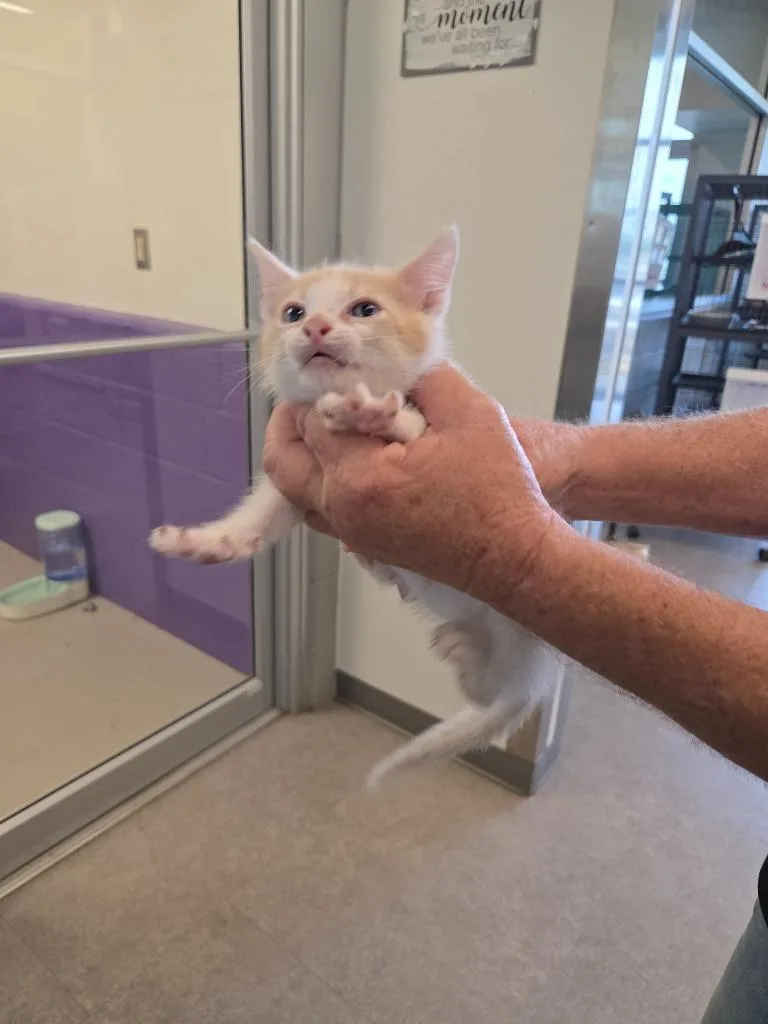 A baby small-sized male Siamese cat named Cooper for adoption in Bossier City, LA