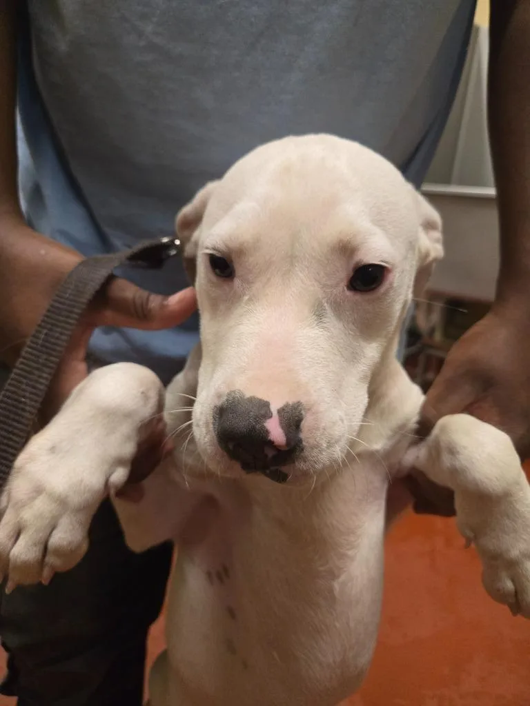 A young medium-sized female Mixed Breed dog named Found Animal for adoption in Douglasville, GA