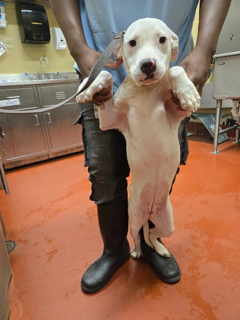 Found Animal thumbnail 4