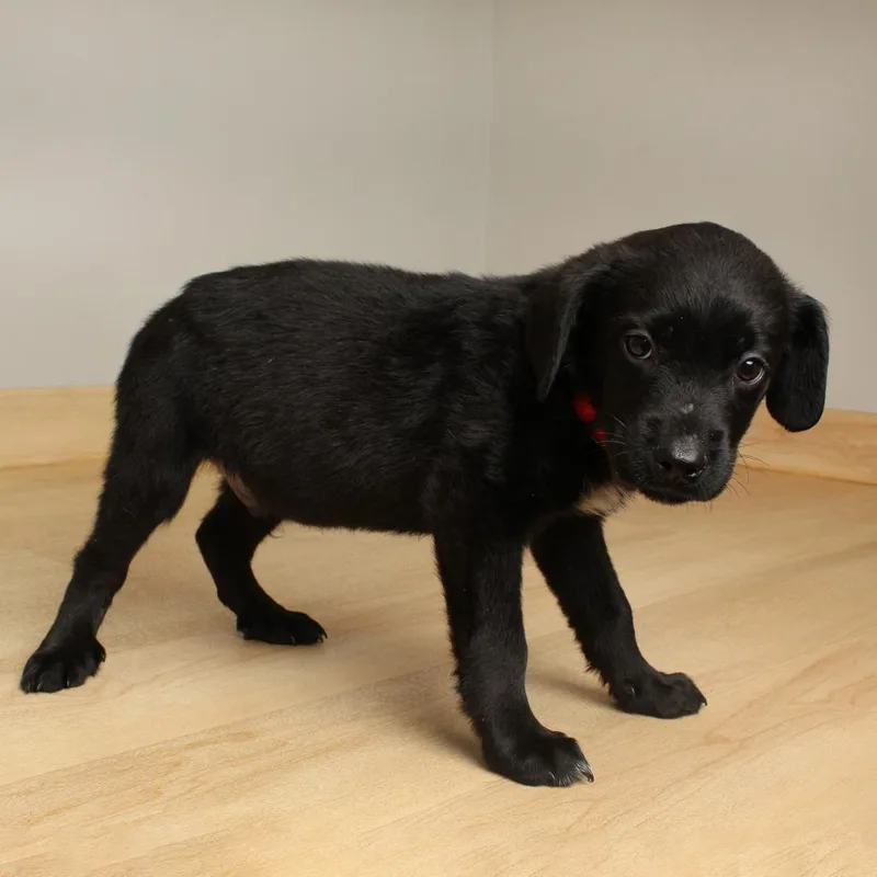 Bismarck D thumbnail 4