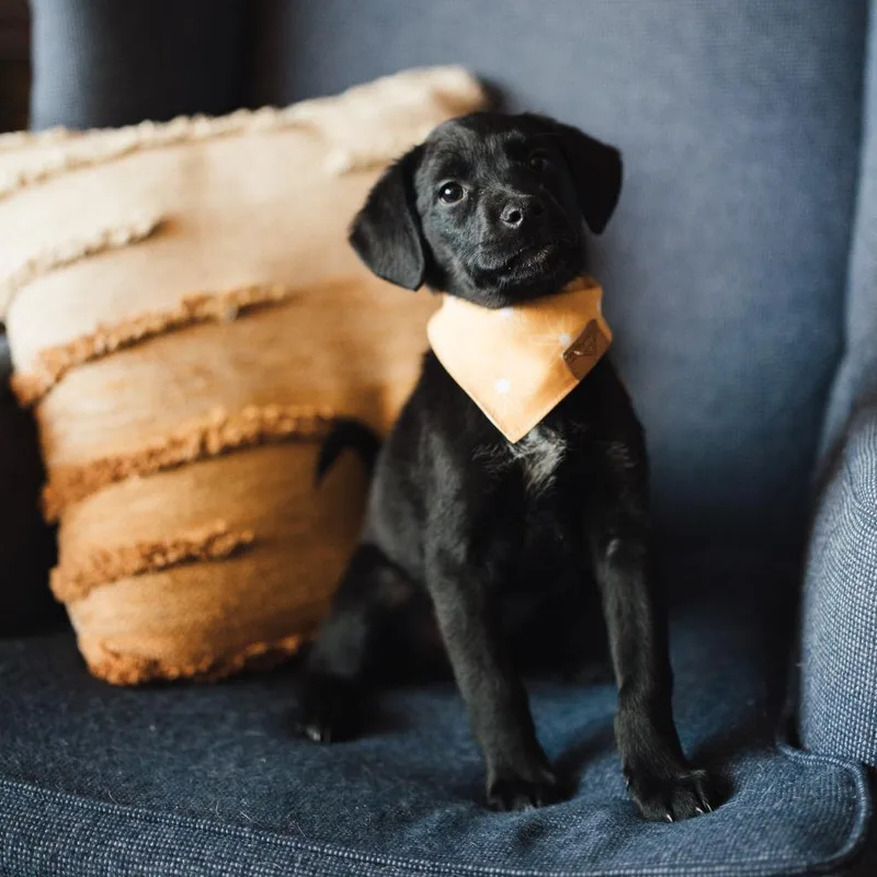 Bismarck D thumbnail 5