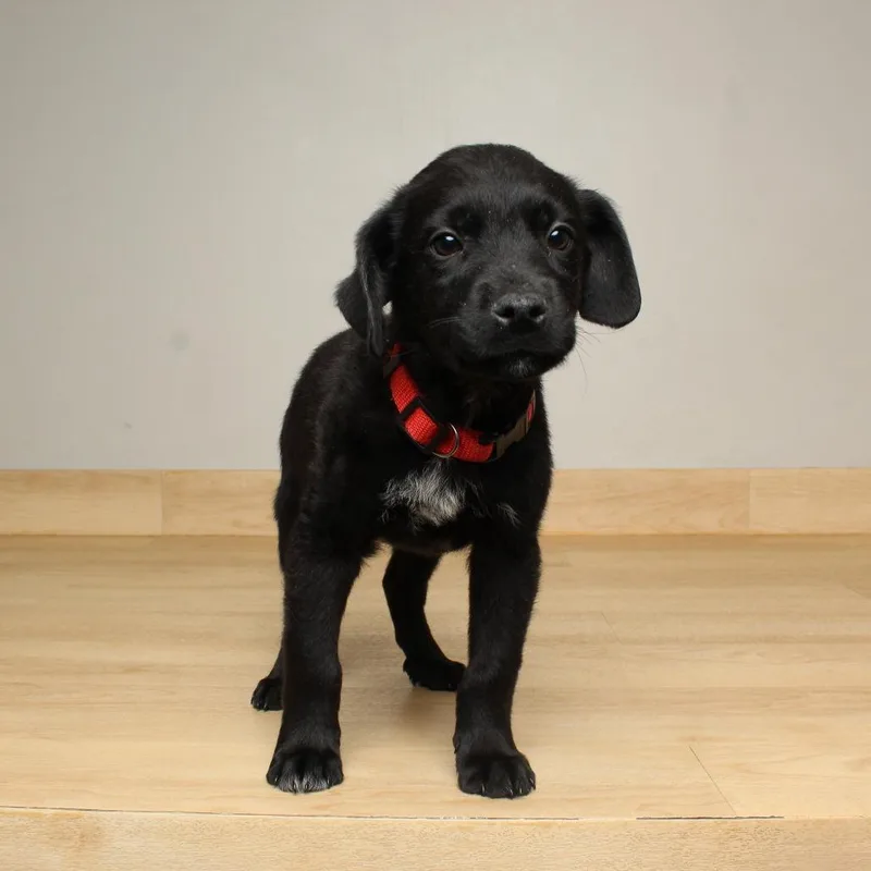 Bismarck D thumbnail 6