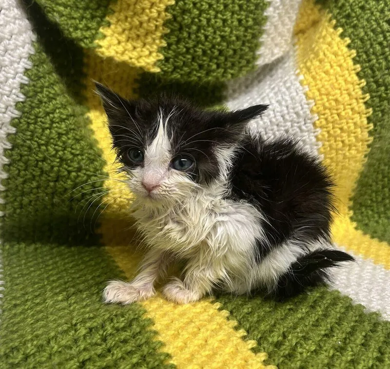 A baby medium-sized female Domestic Short Hair cat named Tiny Dancer for adoption in Fruit Heights, UT