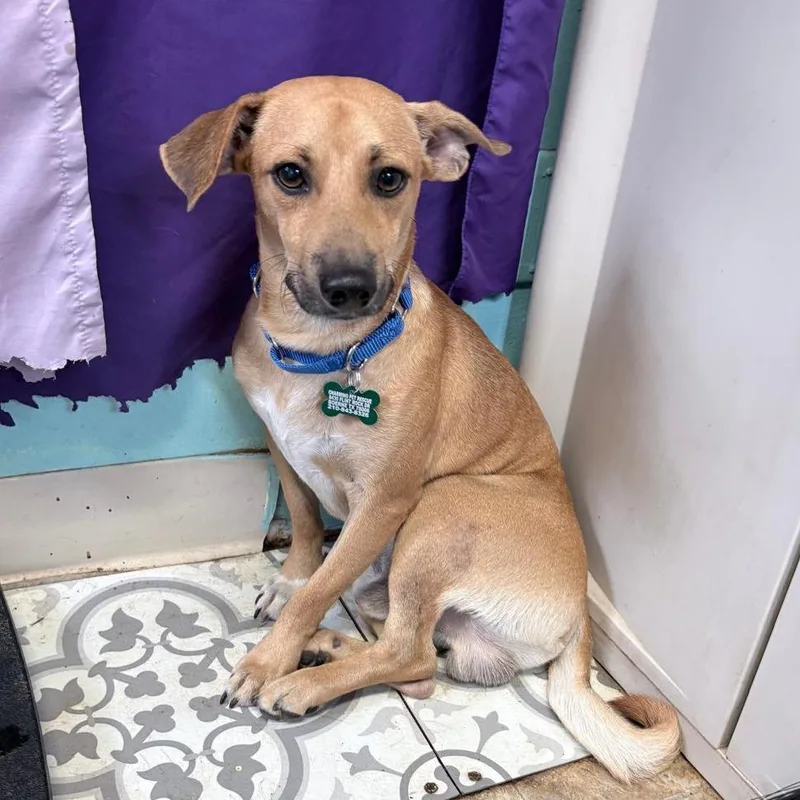 An adult small-sized male Chihuahua dog named Checkers for adoption in Boerne, TX