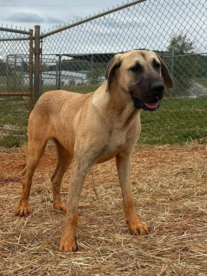 An adult extra large-sized female Great Dane dog named Lita for adoption in Munfordville, KY
