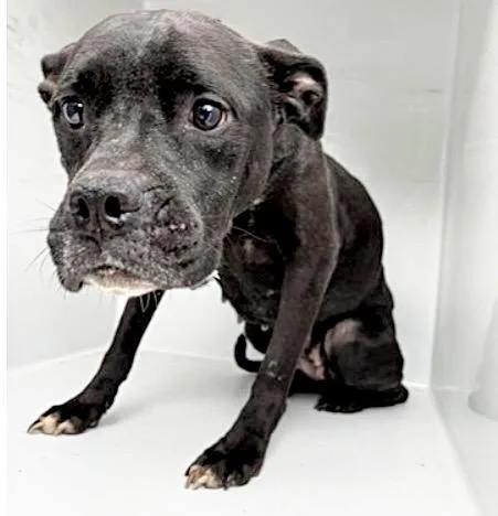 An adult large-sized female Labrador Retriever dog named A for adoption in Houston, TX