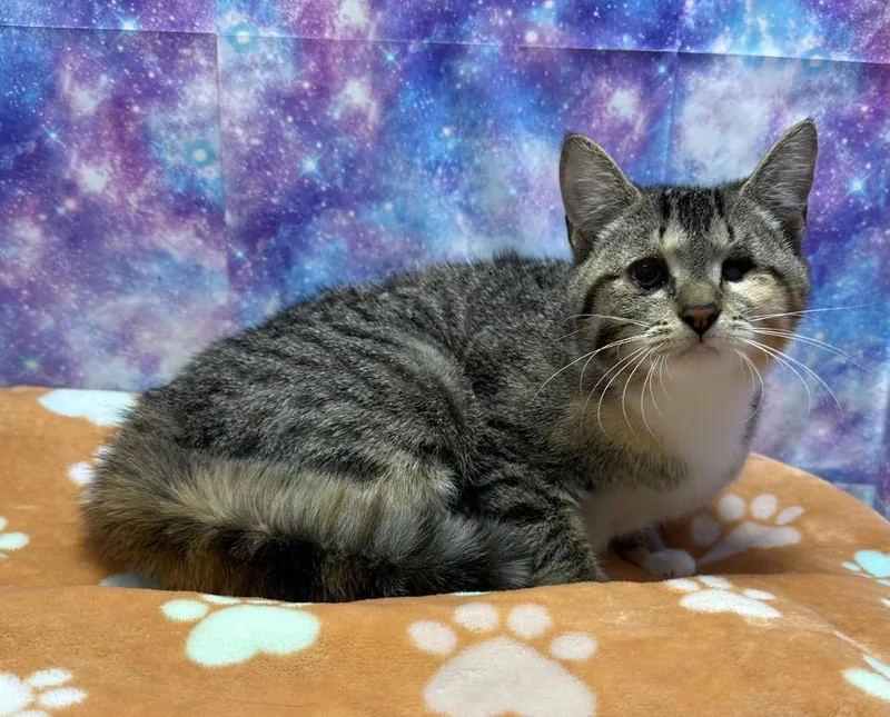 A baby large-sized female Domestic Short Hair cat named Blossom for adoption in Washington Court House, OH
