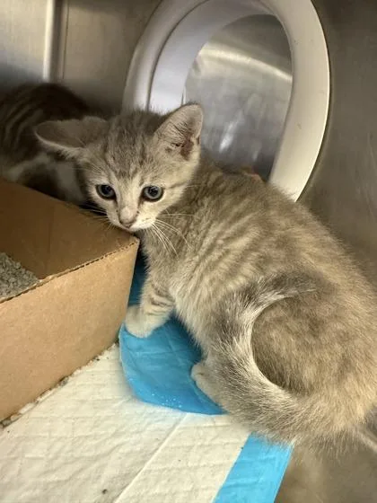 A baby medium-sized female Gray / Blue / Silver Domestic Short Hair cat named Jinx for adoption in Lafayette, IN