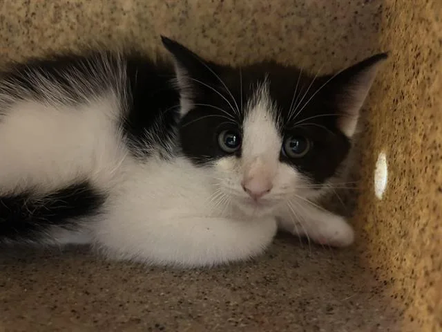 A baby small-sized male Domestic Short Hair cat named Emilio for adoption in Sacramento, CA