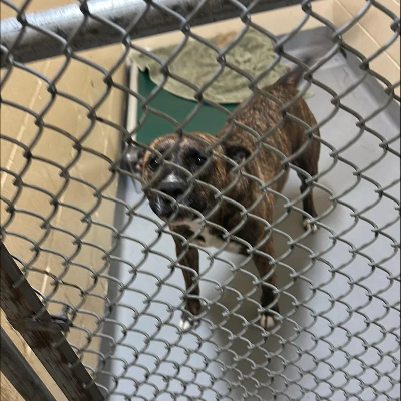 An adult medium-sized female Pit Bull Terrier dog named Koko for adoption in Tacoma, WA