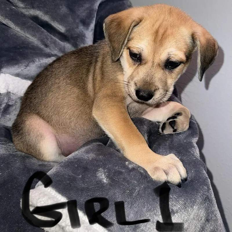 A baby medium-sized female Pit Bull Terrier dog named Willow Puppy Girl for adoption in Weatherford, TX